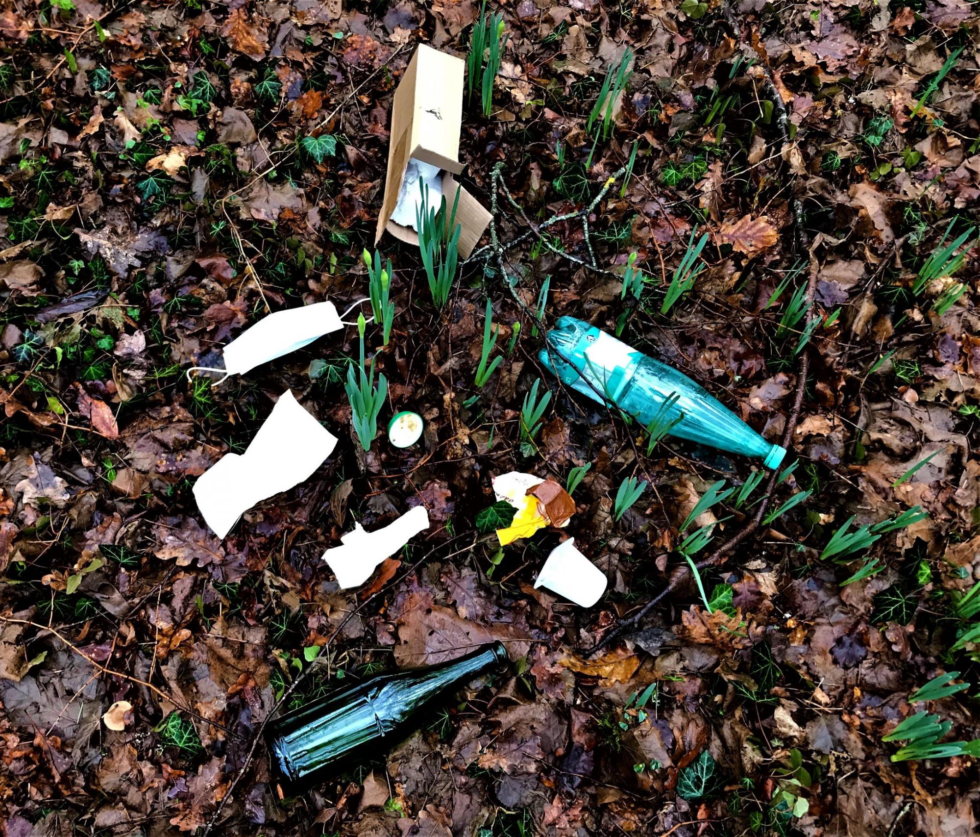 dans un sous-bois, alors que les jonquilles sont sur le point d'éclore, les feuilles mortes sont jonchées d'immondices